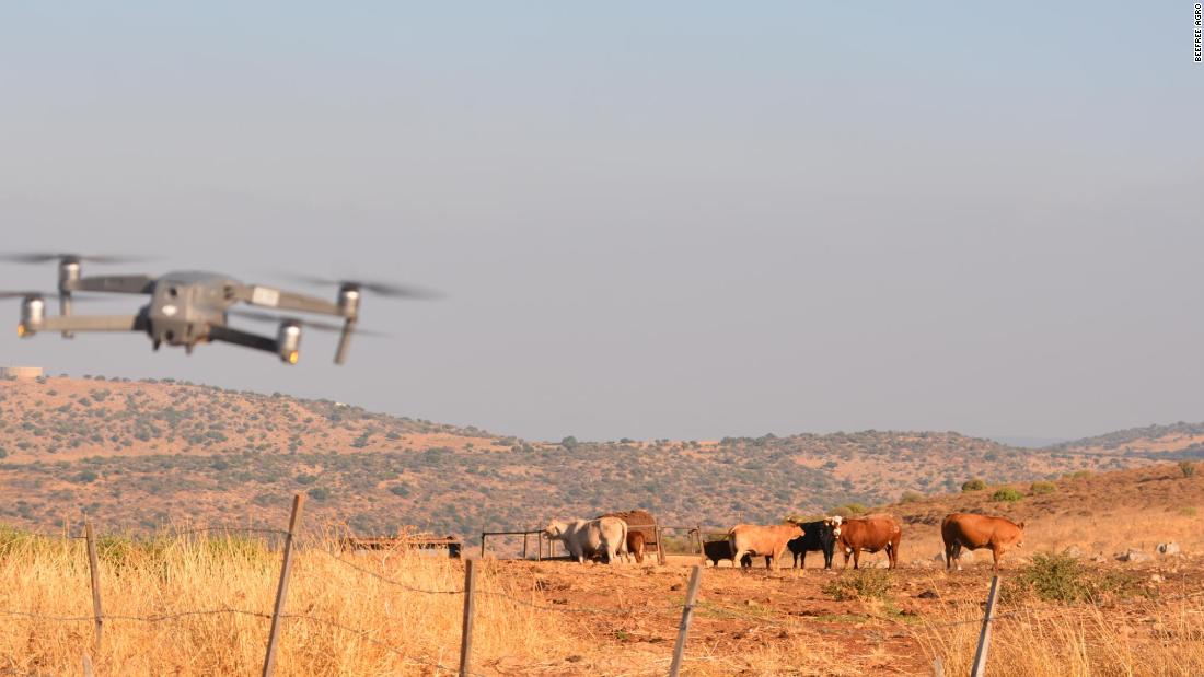 Cattle-herding drone?
