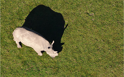 Protecting wildlife with drones