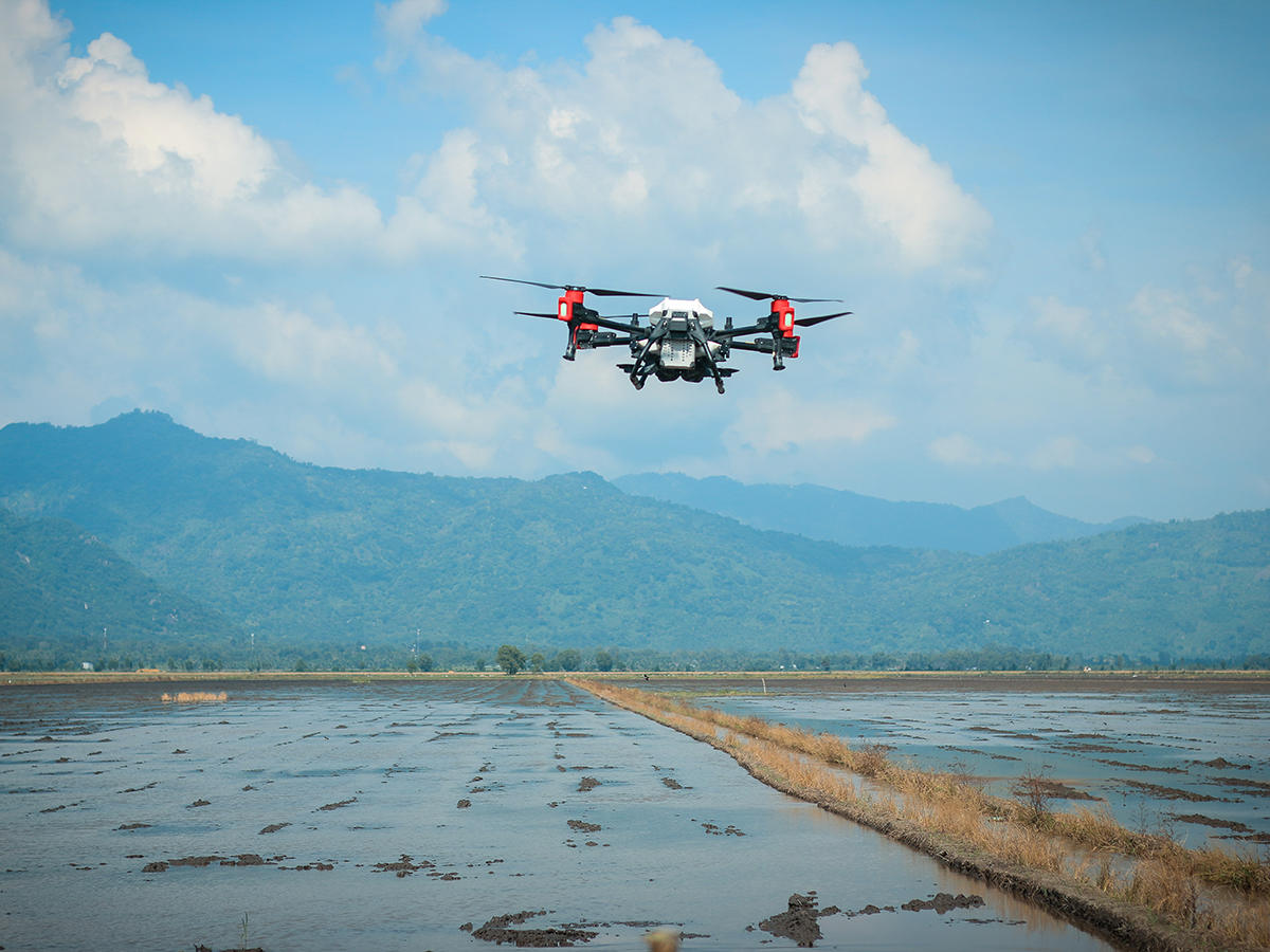 Adding drone precision to rice farming